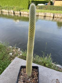 Cleistocactus winteri